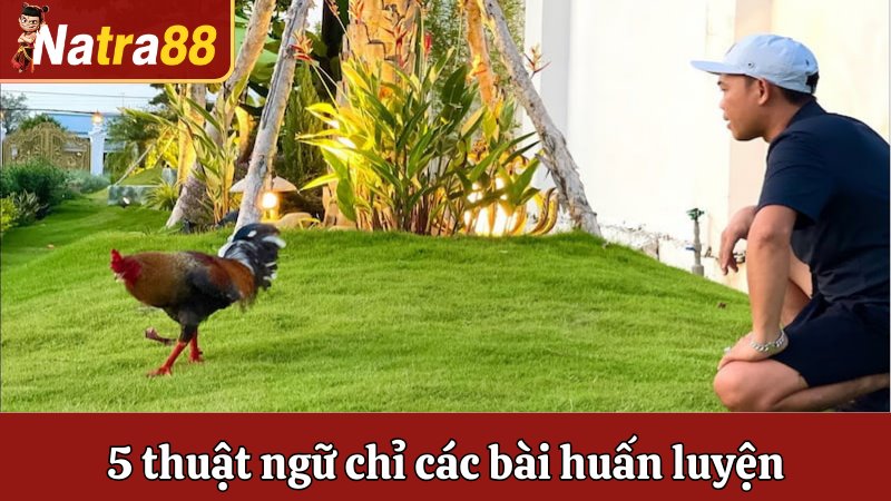5 thuật ngữ chỉ các bài huấn luyện