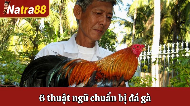 6 thuật ngữ chuẩn bị đá gà