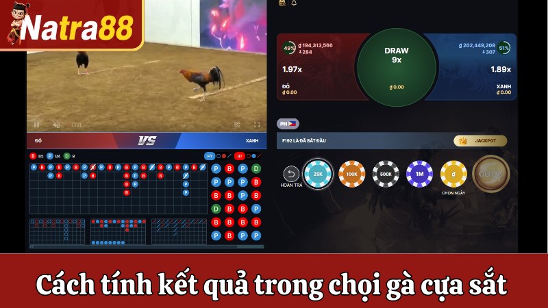 Cách tính kết quả trong chọi gà cựa sắt