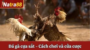 Đá Gà Cựa Sắt Natra88 - Khám Phá Cách Chơi Và Cửa Cược Chuẩn