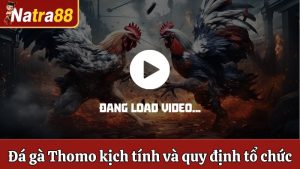 Đá Gà Thomo Kịch Tính Và Quy Định Tổ Chức Chuyên Nghiệp