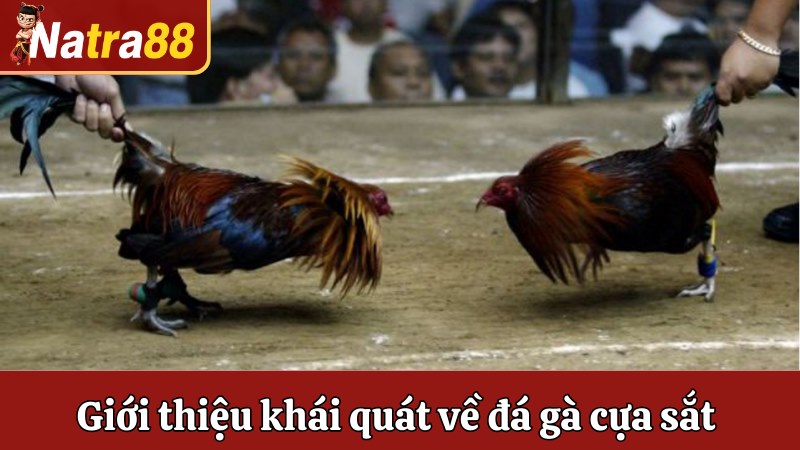 Giới thiệu khái quát nhất về đá gà cựa sắt