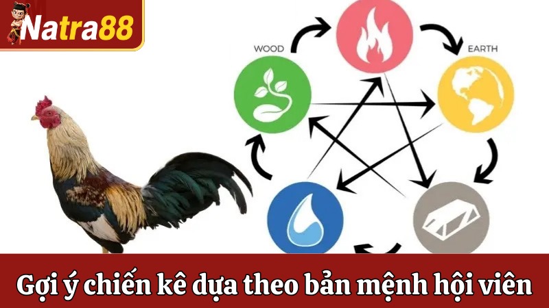 Gợi ý chiến kê dựa theo bản mệnh hội viên