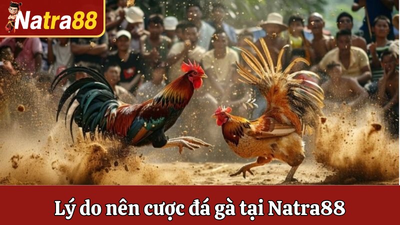 Lý do nên cược đá gà tại Natra88