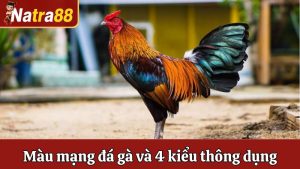 Màu Mạng Đá Gà Và 4 Kiểu Màu Mạng Thông Dụng Hiện Nay