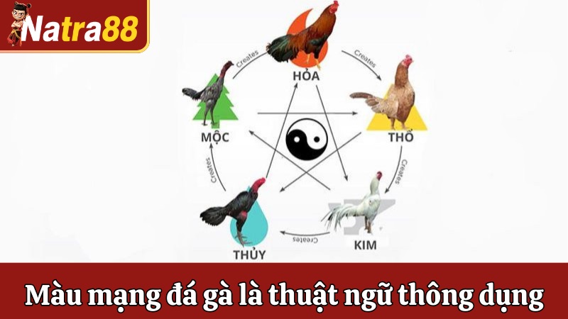 Màu mạng đá gà là thuật ngữ thông dụng