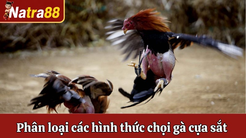 Phân loại các hình thức chọi gà cựa sắt