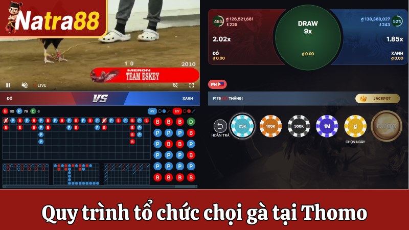Quy trình tổ chức chọi gà tại Thomo