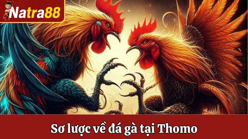 Sơ lược về đá gà tại Thomo