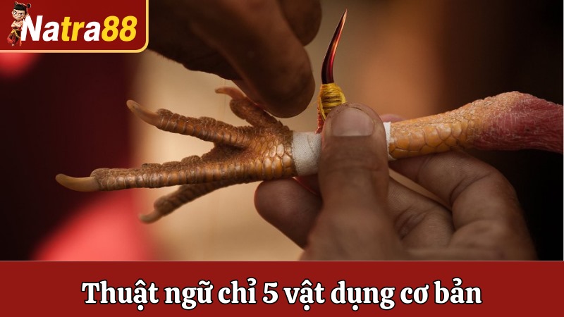 Thuật ngữ chỉ 5 vật dụng cơ bản