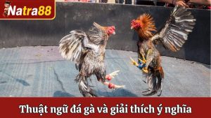 Thuật Ngữ Đá Gà Và Giải Thích Ý Nghĩa Chính Xác Nhất